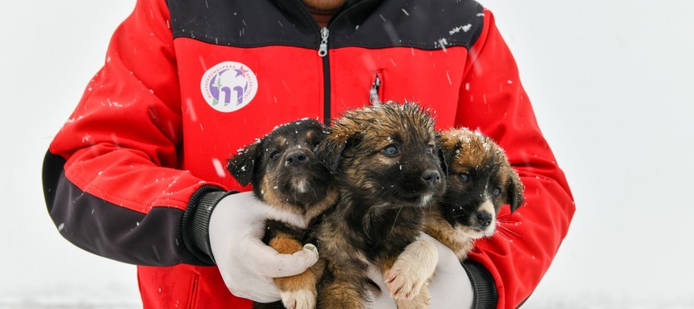 1 Yavru Köpek Donmaktan Son Anda Kurtarıldı