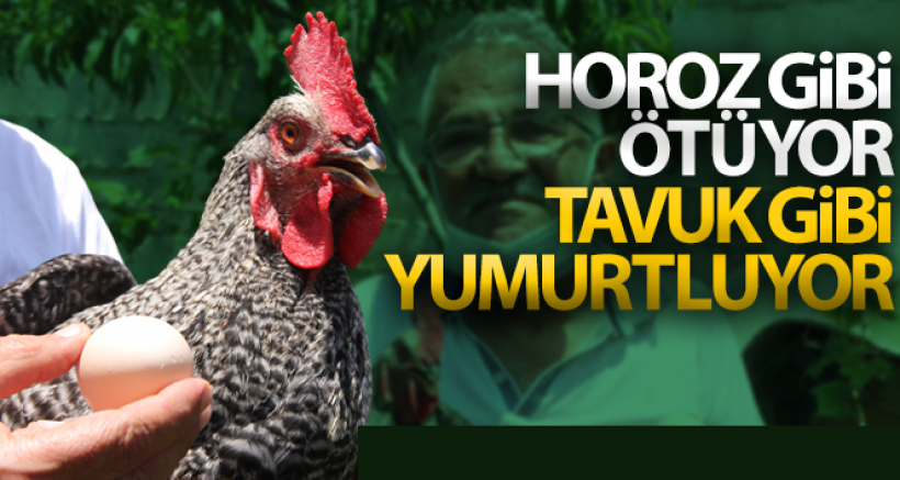 2 Aydır Yumurtlayan Horoz Sahibini Şaşırttı