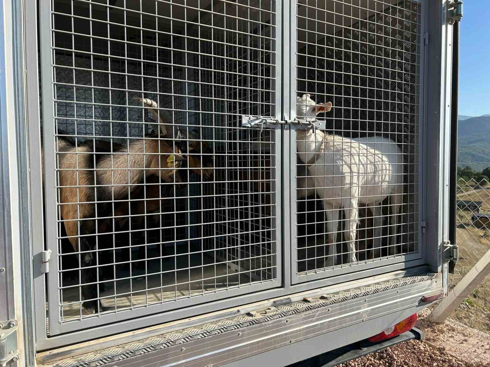2 Gündür Sulama Göletinde Mahsur Kalan 6 Küçükbaş Hayvan Ve Bir Köpek İtfaiye Ekiplerince Kurtarıldı