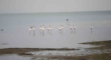 Flamingolardan İznik Gölü'nde görsel şölen