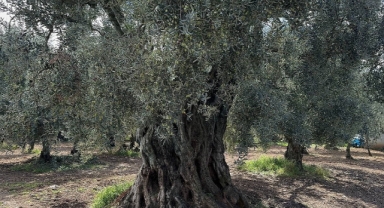 Bin 700 yıllık zeytin ağaçları hala ürün veriyor