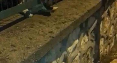 Demir korkuluklara sıkışan yavru köpek böyle kurtarıldı
