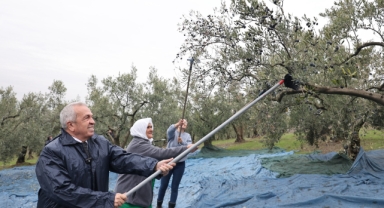 Başkan Şadi Özdemir zeytin hasadına katıldı