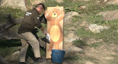 Maket ayıyı gören ayılar şaştı kaldı