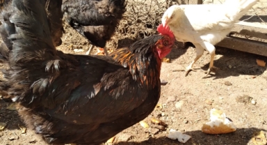 Tavuklarınızın ibik, sakal ve bacaklarında mor renk varsa dikkat