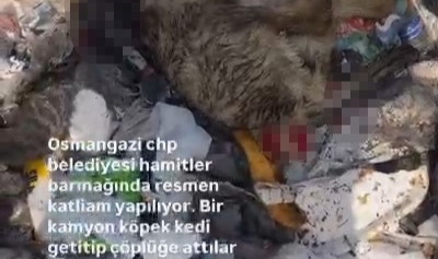 Osmangazi'de hayvan katliamı kenti ayağa kaldırdı
