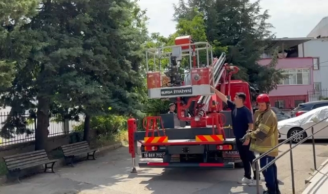 Bursa'da ağaçta mahsur kalan kedileri itfaiye kurtardı