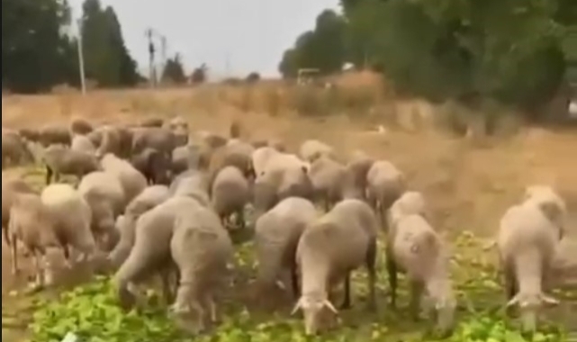 Biber isyanı değil, atık ürün gerçeği