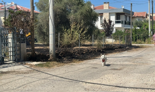 Çanakkale'de ormanlık alana sıçrayan yangında villalar yandı