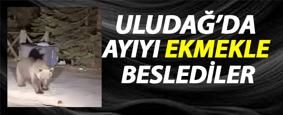 Uludağ’da Vatandaşlar Koca Ayıya Ekmek Verdi