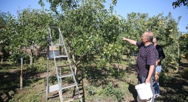 Hünnap Üretimi Yayılıyor