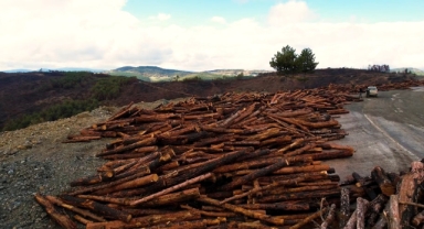953 Hektar Kül Oldu, Bursa'yı Yeniden Yeşertecek 300 Bin Fidan İçin İlk Adım Atıldı