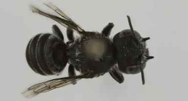 Bilim İnsanları Başında Boynuzlar Bulunan Yeni Arı Türünü Keşfetti