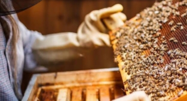 Bursa'da arıcılara destek!