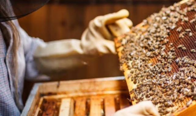 Bursa'da arıcılara destek!