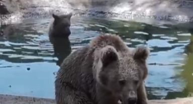 Bursa Ovakorusu’ndaki Ayılar Kış Uykusu Öncesi Güneşli Günlerin Tadını Çıkarıyor