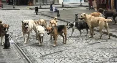 İstanbul Valiliği'nden Sokak Köpeklerine Yönelik Yeni Düzenleme