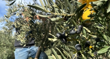 Katırlı Zeytinini Yağışlar Kurtardı: Rekolte Az, Kalite Yüksek