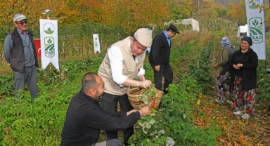 Osmangazi Belediyesi Ahududu Hasadına Başladı