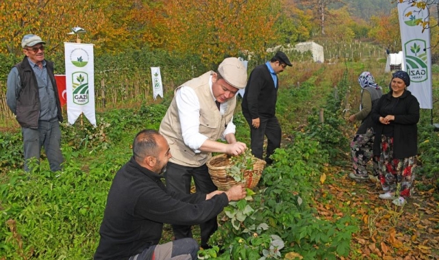 Osmangazi Belediyesi Ahududu Hasadına Başladı