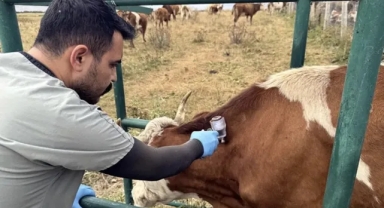 Tarım Bakanlığı: Şap Salgını Kontrol Altına Alındı 
