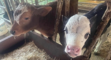 USDA: Türkiye’de buzağı kayıpları canlı hayvan ithalatı kadar yüksek