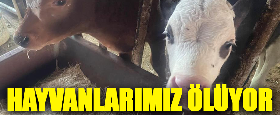 USDA: Türkiye’de buzağı kayıpları canlı hayvan ithalatı kadar yüksek