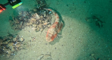 Bursa Büyükşehir'den Marmara Denizi Temizliği Projesi