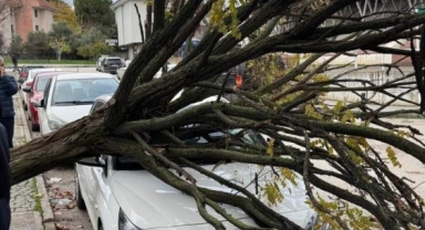 Bursa’da Ağaç Park Halindeki Araçların Üzerine Devrildi