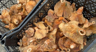 Bursa’da kanlıca mantarı bolluğu