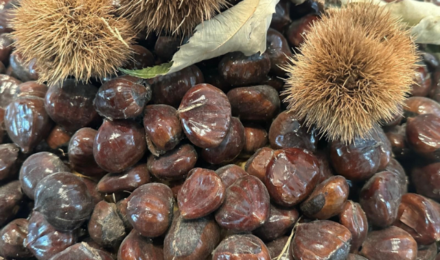 Bursa kestanesinin geleceği konuşuldu