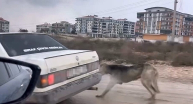 İnegöl’de Köpeği Aracın Arkasına Bağladı, Tepki Yağdı