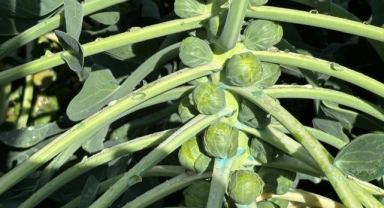 İznik’te Brüksel Lahanası Üreticisi Maliyet Altında Satış Yapıyor