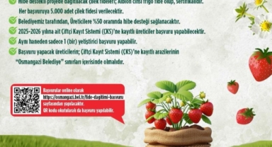 Osmangazi’den Çiftçiye %50 Hibeli Çilek Fidesi