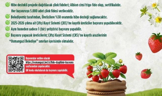 Osmangazi’den Çiftçiye %50 Hibeli Çilek Fidesi