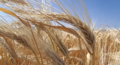 Türkiye'de Arpa Ekiliş Alanları Artıyor