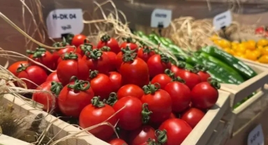 Türkiye Tohum İhracatında Rekor Kırdı