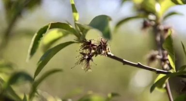 Zirai Don Desteği Kapsamında 221 Milyon Lira Hesaplara Aktarılıyor
