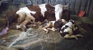 15 Gün Arayla Hüzün ve Sevinç