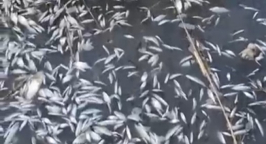 Bursa'da Uluabat Deresi'nde Binlerce Ölü Balık Bulundu