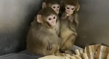 Bursa’da Yasa Dışı Şekilde Barındırılan 3 Makak Maymunu Koruma Altında