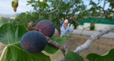 Bursa Siyah İncirinde İhracat Rekoru: 70,3 Milyon Dolar