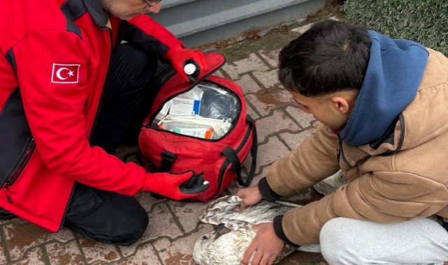 Denizde Can Mücadelesi: Balık Oltasına Takılan Martıyı 911 Ekipleri Kurtardı