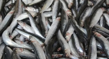 Hamsi Palamudu Geride Bıraktı