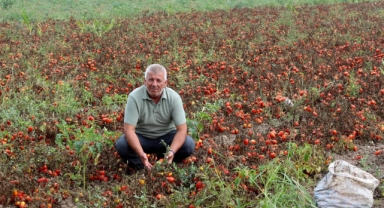 Karacabey'de çiftçi alarm veriyor