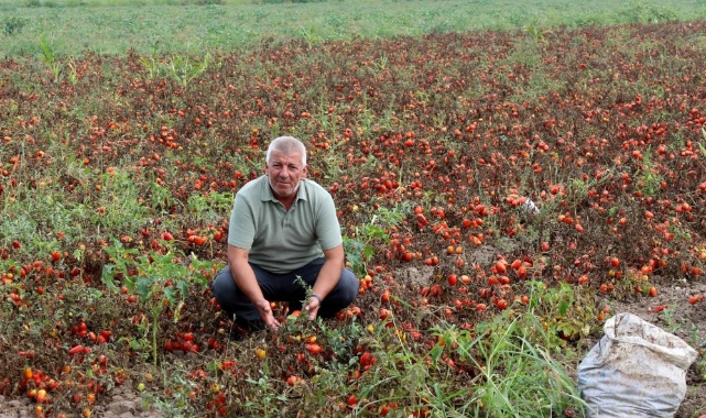 Karacabey'de çiftçi alarm veriyor