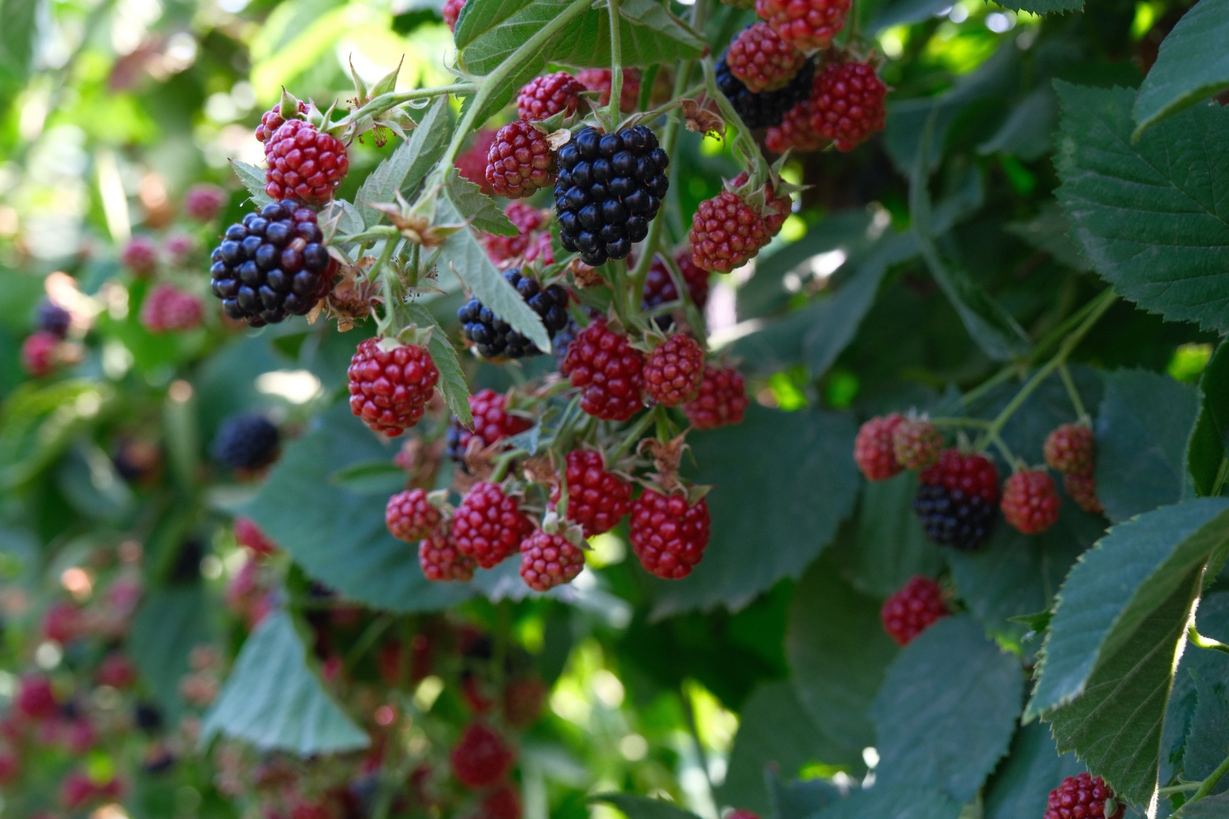 Kestel’de ahududu ve böğürtlen üretimi artacak: Sırbistan modeli uygulanacak