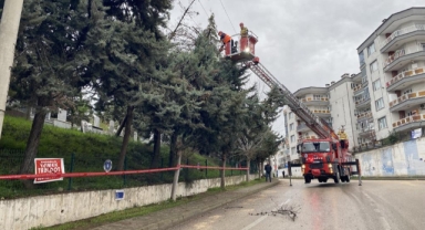 Mudanya’da Şiddetli Lodos Tehlike Saçtı: Ağaç Elektrik Tellerine Yaslandı