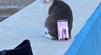 Mudanya Sahilinde Kedi, Çiftin Fotoğraf Asistanı Oldu