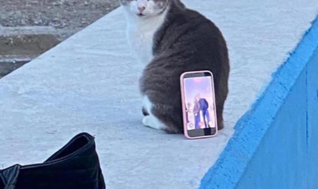 Mudanya Sahilinde Kedi, Çiftin Fotoğraf Asistanı Oldu